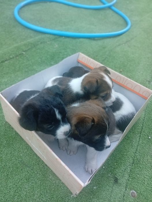 Bebés de porte pequeno adoção responsável