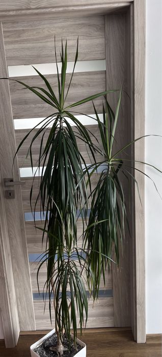 Kwiaty doniczkowe juka dracena
