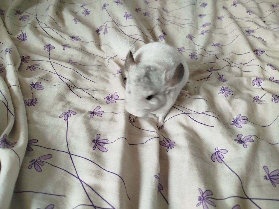 Witam sprzedam szynszyle w rużnych kolorach.