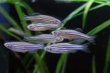 Danio Pręgowane , lamparcie