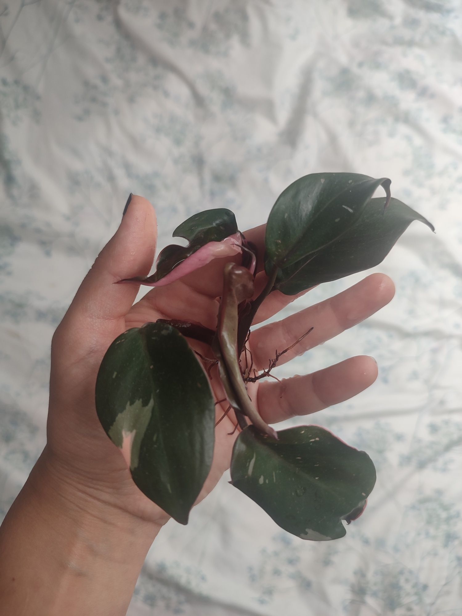 Philodendron pink princess half moon