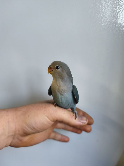 Agapórnis roseicollis criados á mão