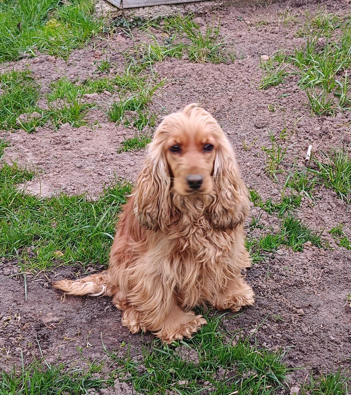 Szczenię Cocker spaniel angielski złota suczka