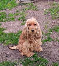 Szczenię Cocker spaniel angielski złota suczka