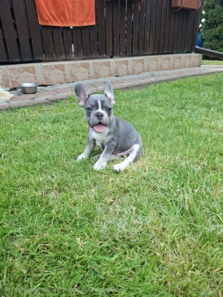 Buldog Francuski