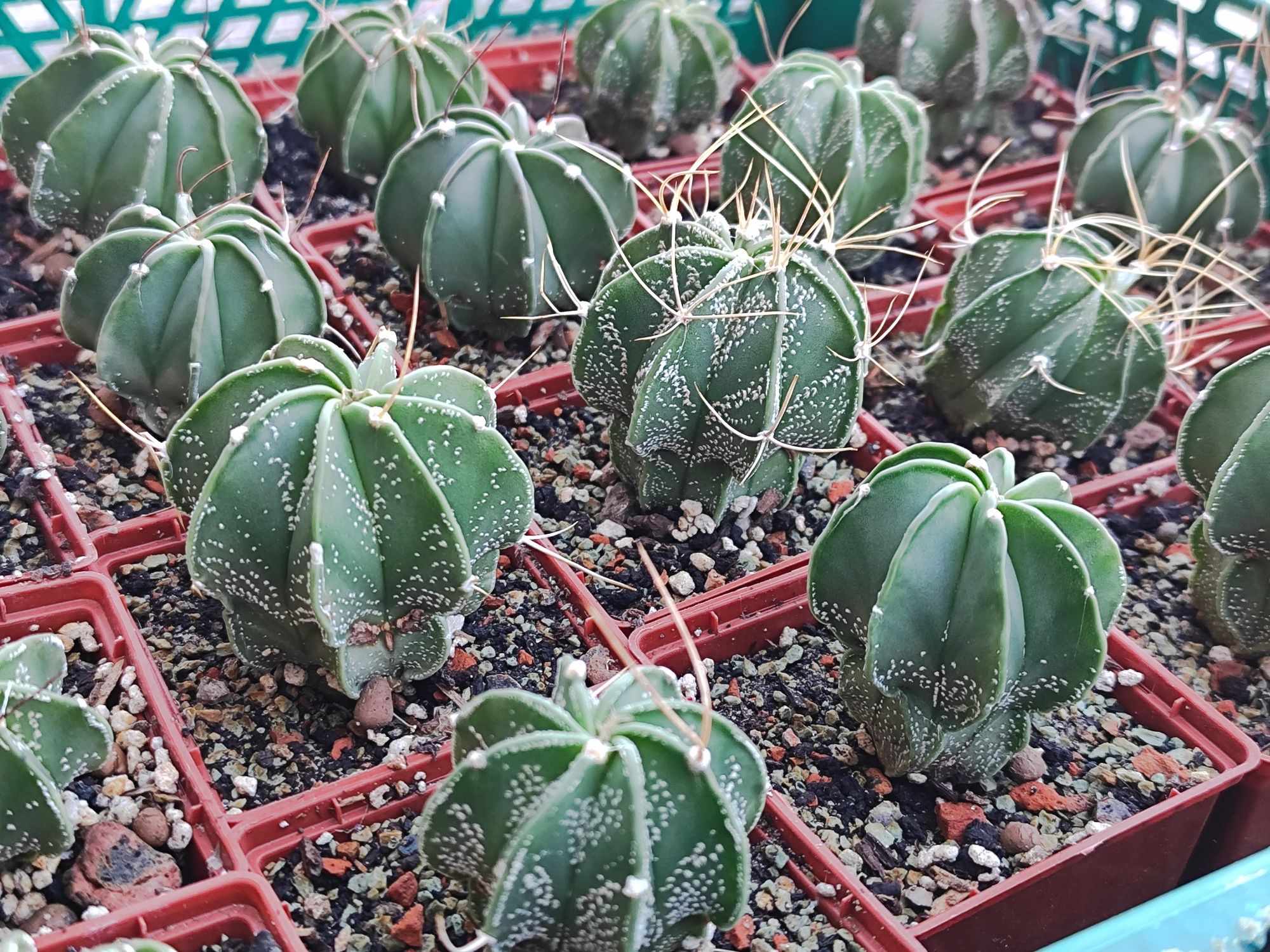 Кактусы и семена; Astrophytum, Melocactus, Rebutia