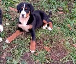 Szwa-jcarski pies pa-sterski