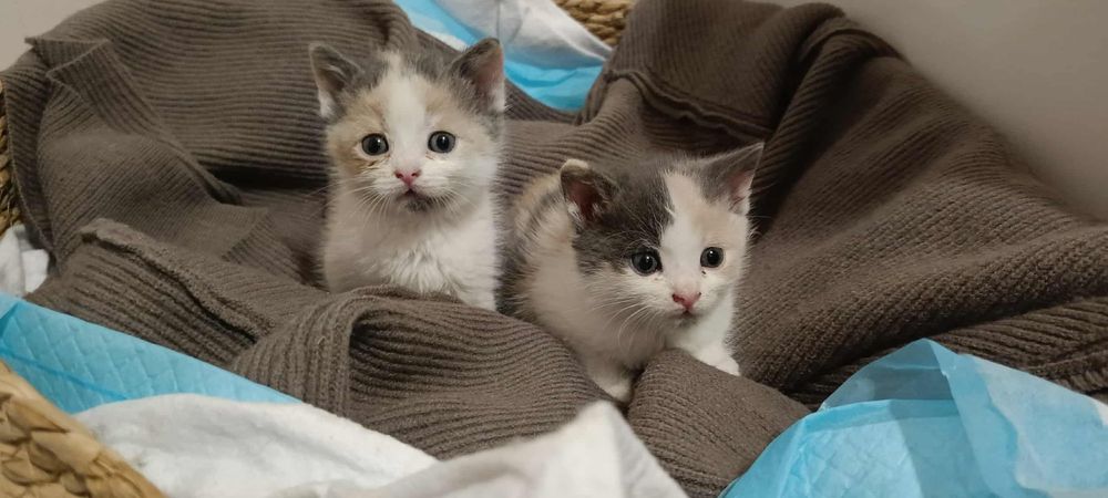 Urocze trikolorki do adopcji