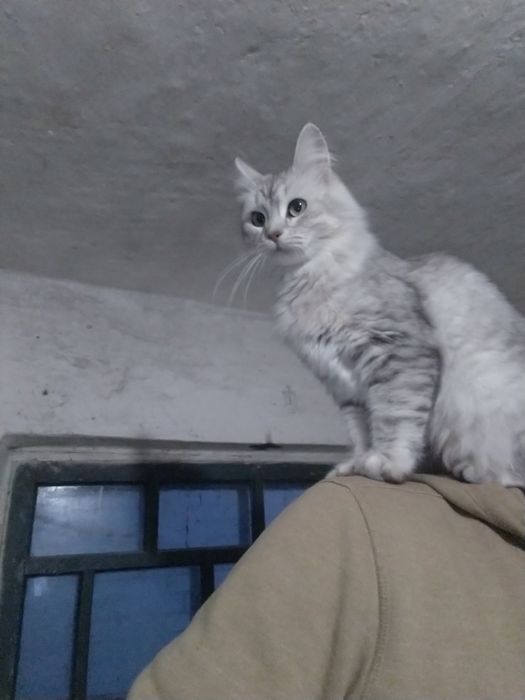 Віддам котиків у добрі руки)