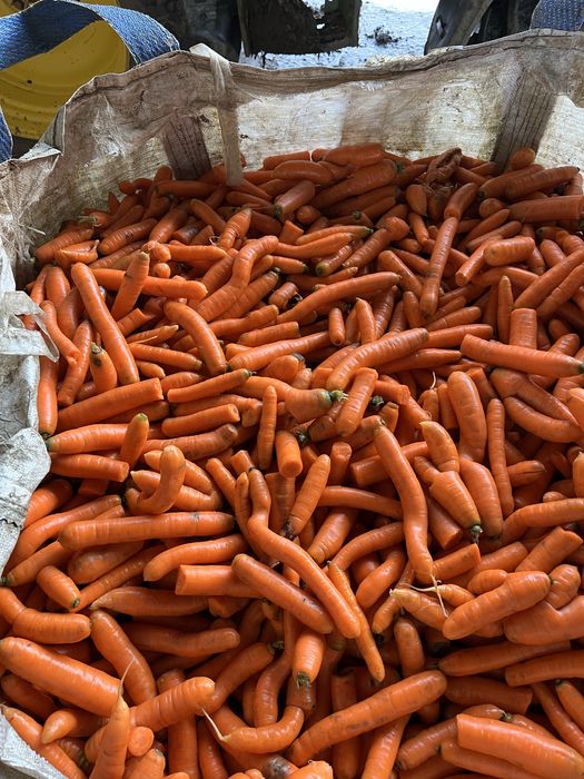 Marchew odpadowa odsort karma dla zwierząt