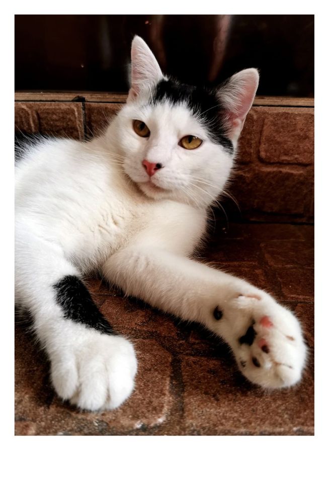 Kot do adopcji - FRANIO