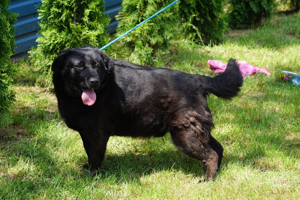 Labrador mix Nord szuka domu -schronisko Jasionka -aktualne