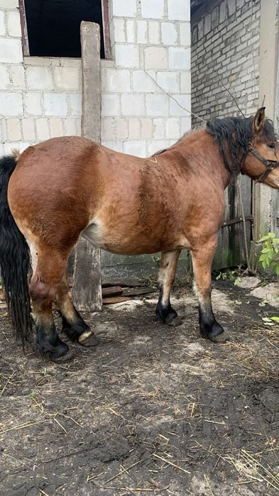 Zrebica zimnokrwista