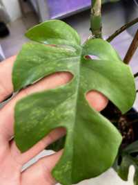 Rhaphidophora tetrasperma  variegata mint