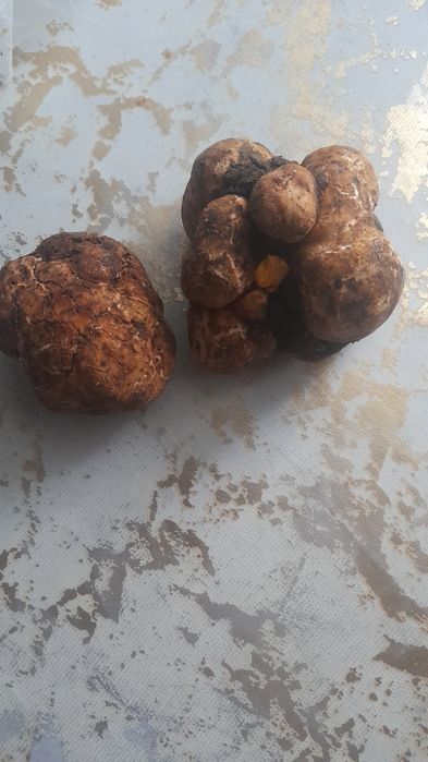 Продам гриби(білий труфель]