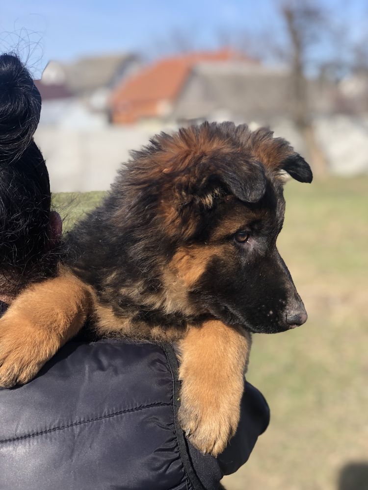 Шикарні Довгошерстні Немецькі Вівчарки