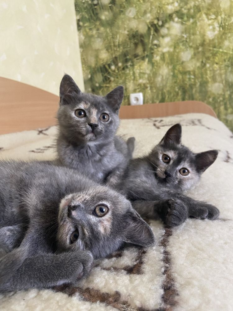Кошенята котики безкоштовно :)
