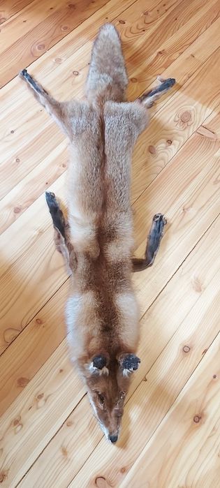 Skóra lisa europejskiego