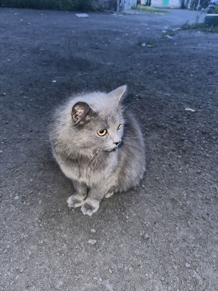 Віддам кішку.