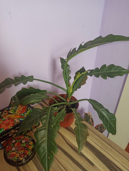 Продам филодендрони разных сортов