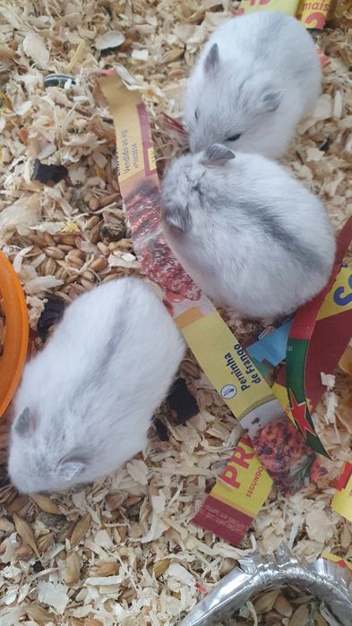 Hamsteres anões russos