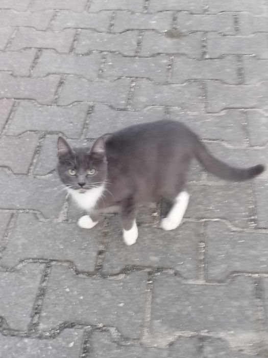 Daj im dom przed zimą