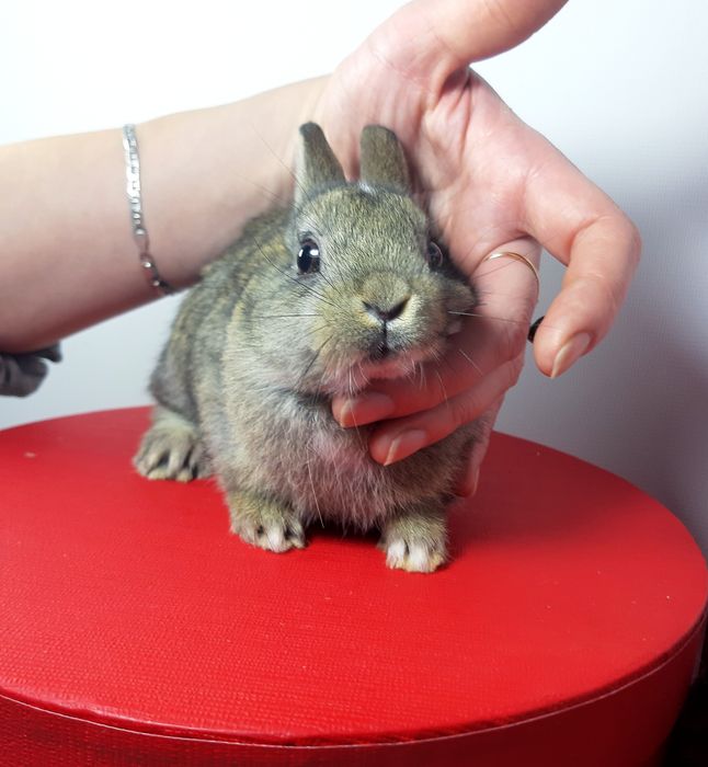 Карликовые мини кролики,міні крольчата,декоративные,декоративні