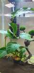 Anubias duży roślina akwariowa