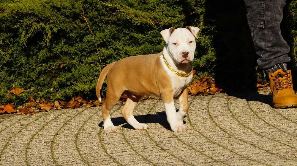 Szczeniak Amstaff,  samiec z rodowodem,  białogłowy,  cudny Lolek