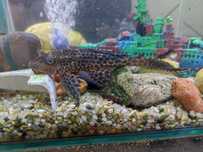 Sprzedam dwa sumy Plecostomus – 40 zł i 30 zł