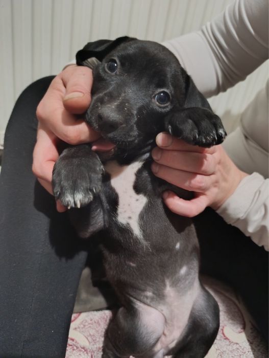 Продаються цуценята Американського пітбультерєра