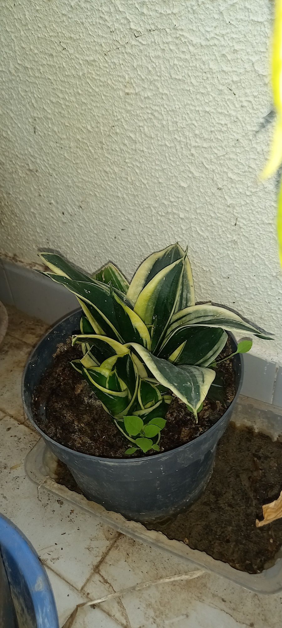 Plantas naturais interior e exterior