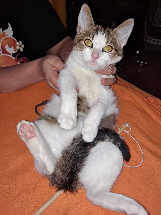 Cudna koteczka biało-bura do adopcji