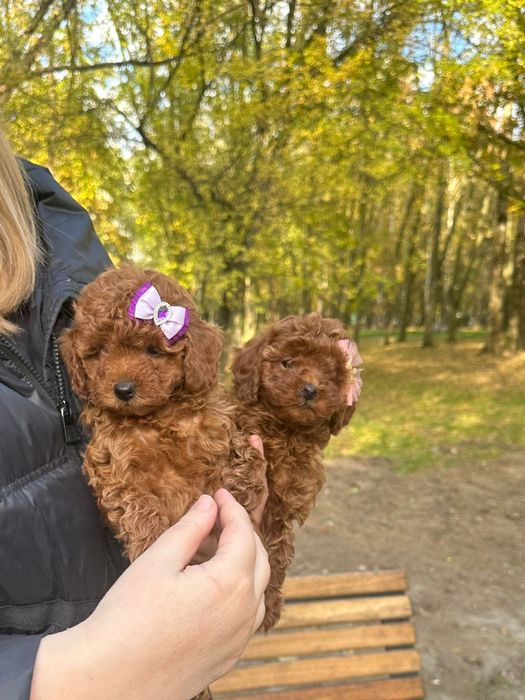 Niesamowita dziewczynka toy pudel FCI