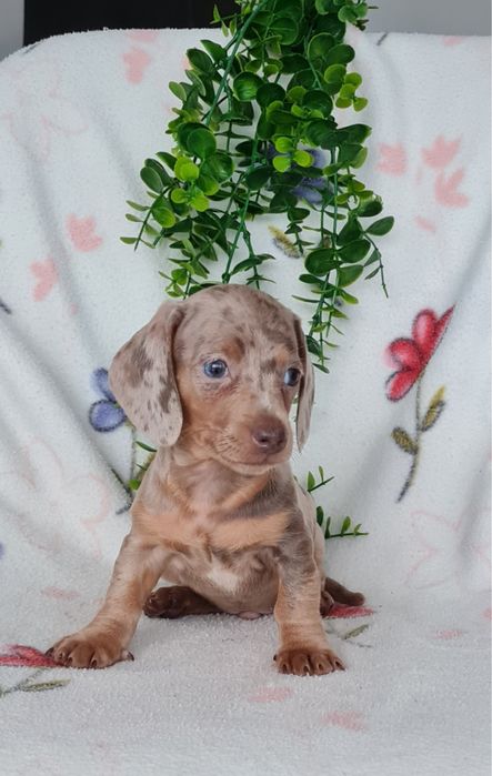 Teckel Arlequim Isabella mini mini kanichen de Qualidade