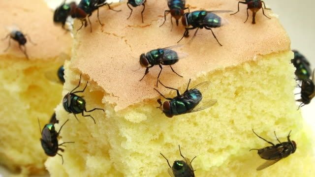 Від мух, комарів, кліщів, мурах позбавлю.