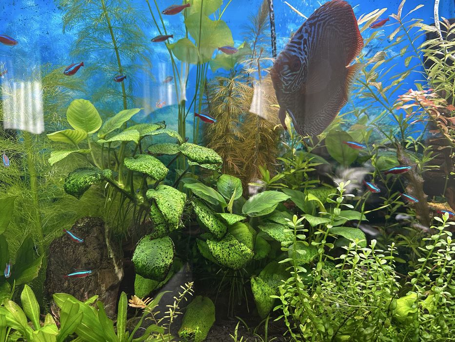 Акваруім 150 л комплект з обладнання Фіільтри Світло Київ Райдужний