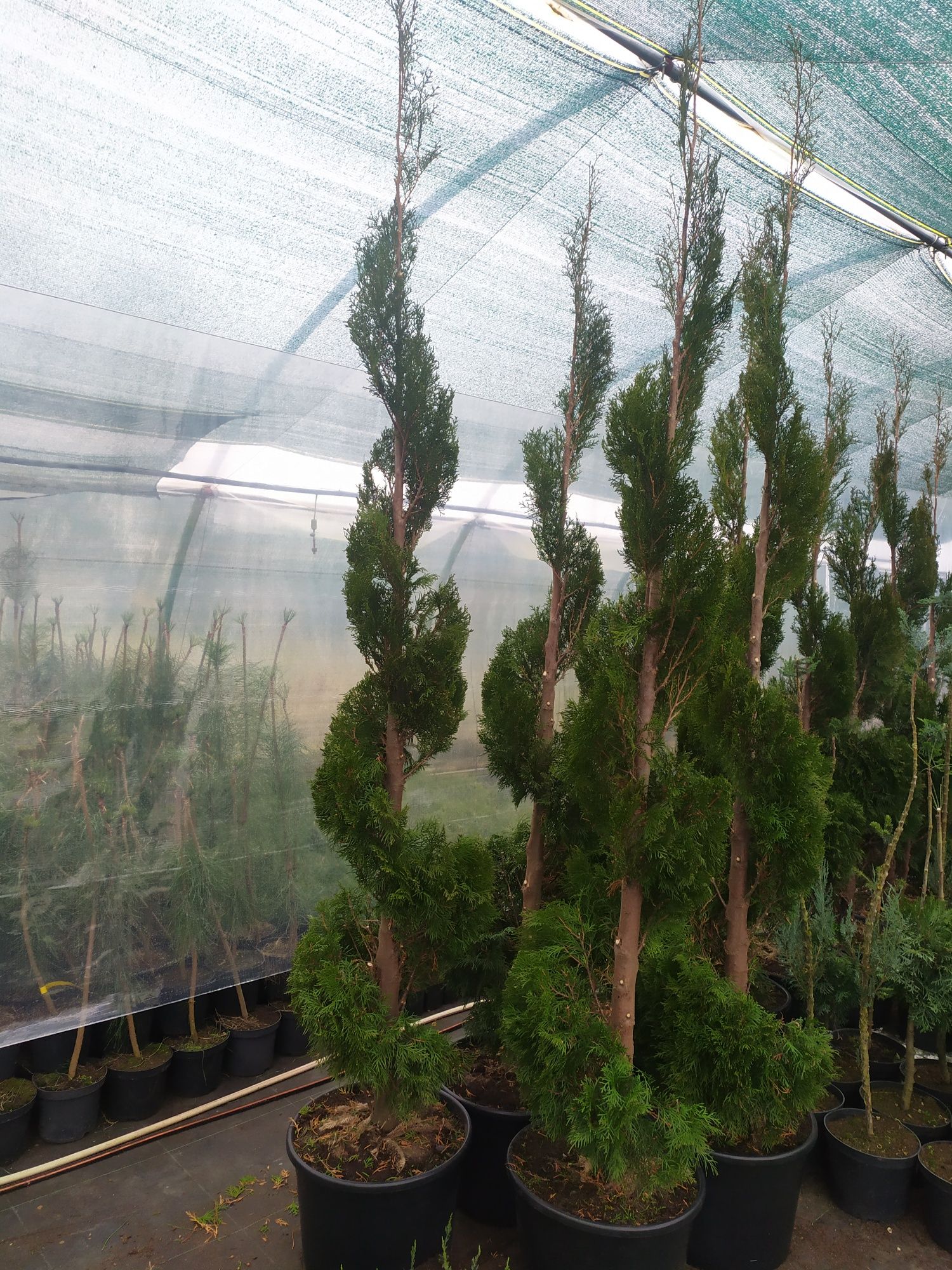 Thuja Occidentalis Smaragd Żywotnik zachodni krzew ozdobny spirala