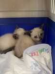 Gatinhas para dar urgente