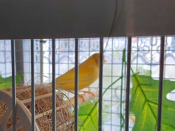 Kanarek żółty samica wystawowa.