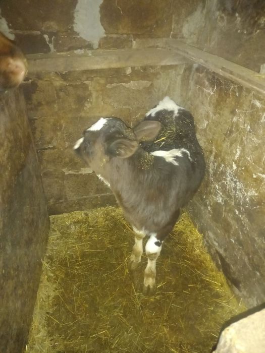 Продам 2 - х месячную тёлочку.В Каменной Яруге.