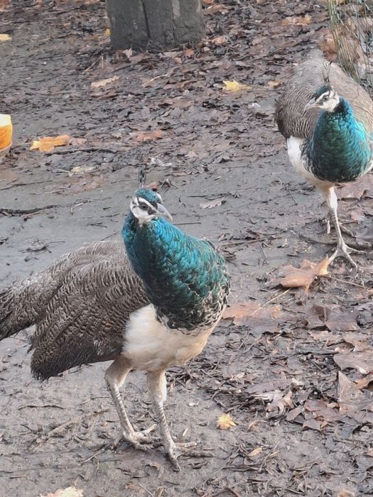 Sprzedam młode  pawie indyjskie