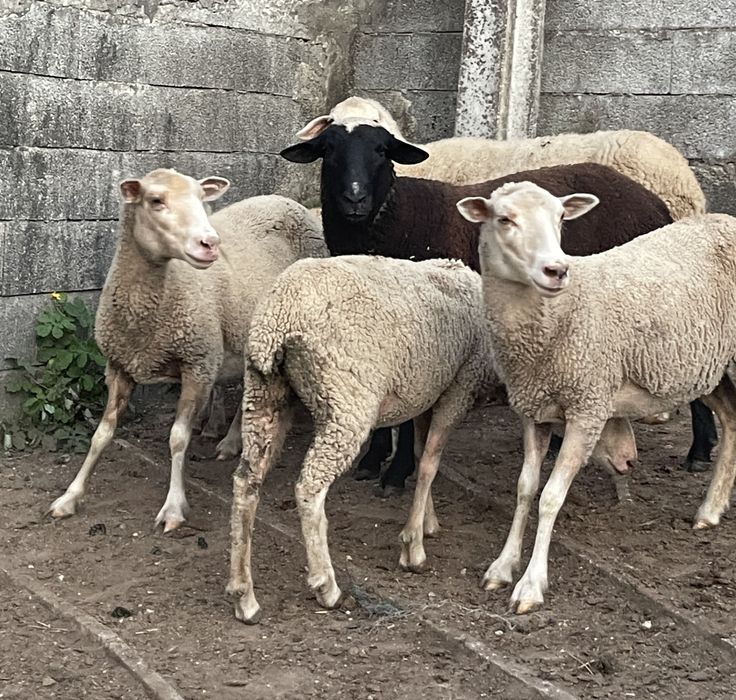 Ovelhas prenhas e carneiro reprodutor ( vendo separado )