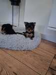 Piekny piesek rasy Yorkshire Terrier
