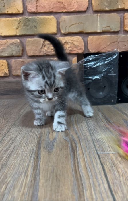 Шотландські мармурові кошенята