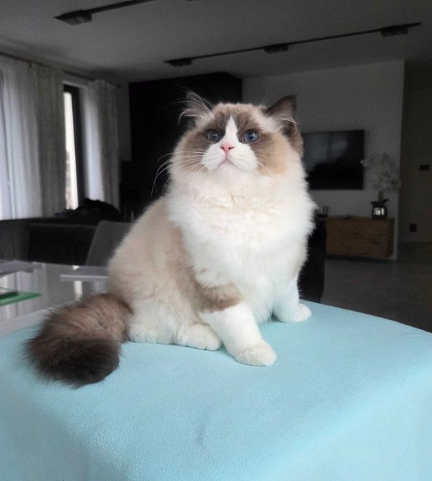 Ragdoll kocur z rodowodem FPL.
