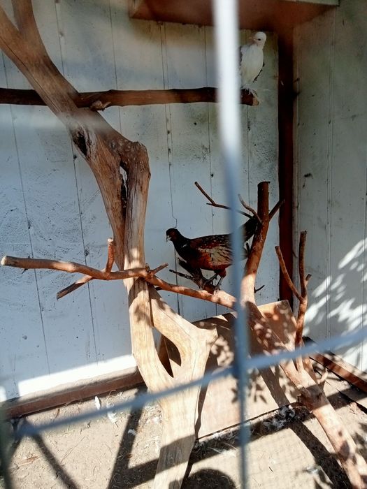 Продам фазани мисливські