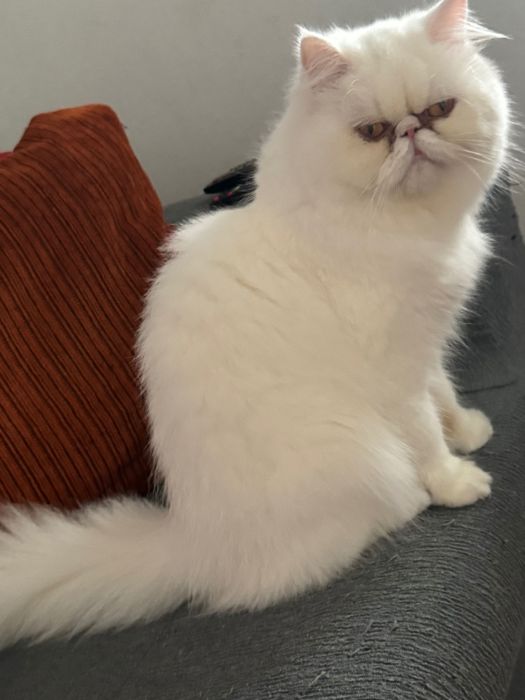 Procura gato persa para acasalar