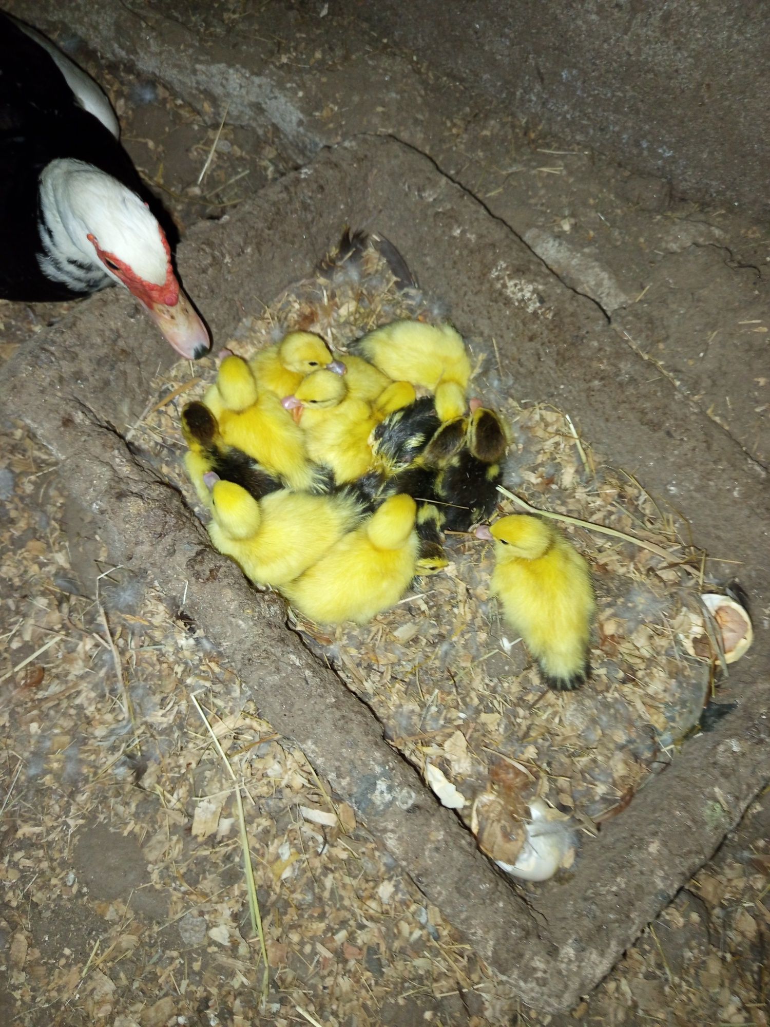 Patos mudos lindos