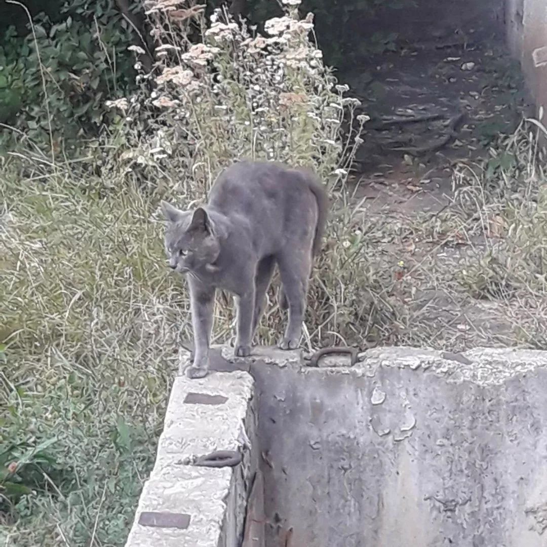 Отдам серого кота,  метис русской голубой